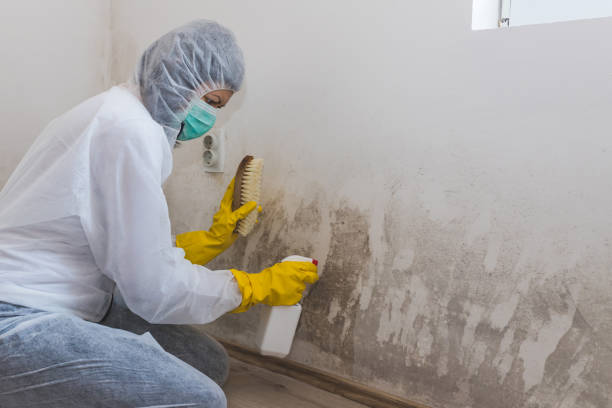 Mold Removal Process in Centerfield, UT