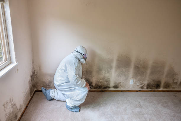Best Mold Testing  in Centerfield, UT