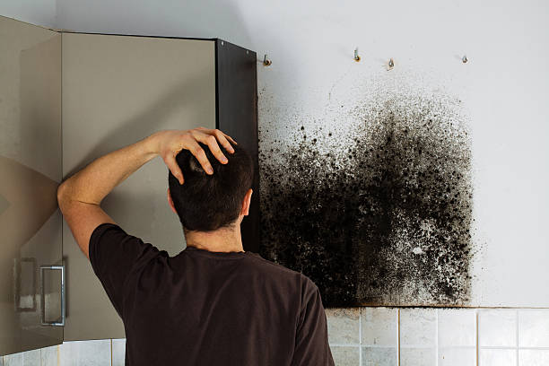 Best Black Mold Removal  in Centerfield, UT