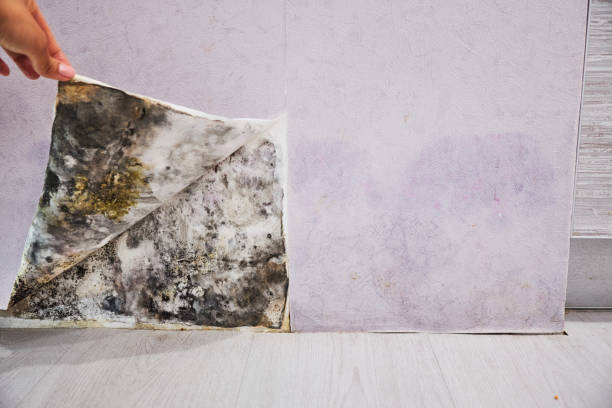 Best Best Mold Removal Companies  in Centerfield, UT